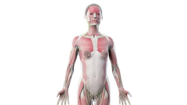 3d rendered animation of  the female anatomy