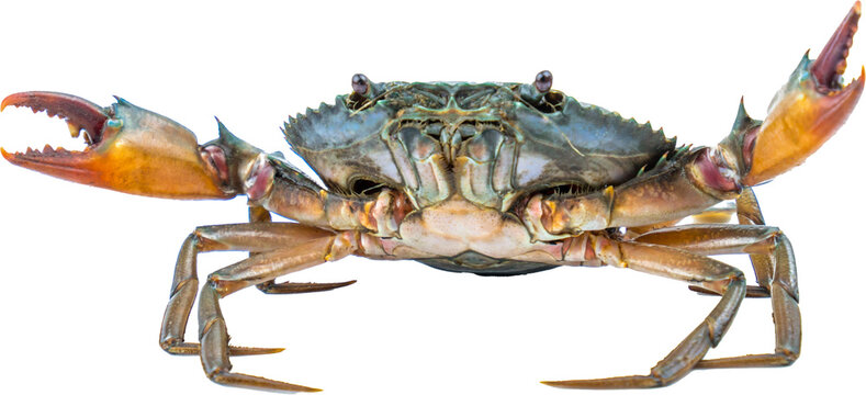 Scylla serrata. Mud crab isolated on transparent background. Raw materials for seafood restaurant concept. Live giant mud crab with big claw. Alive mud crab. Crustacean shellfish food allergen concept