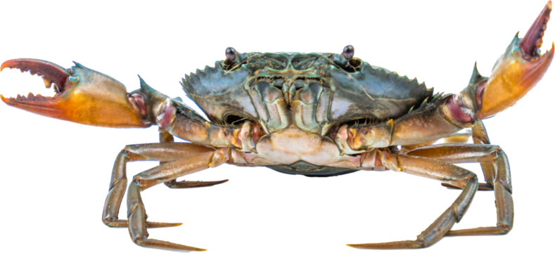Scylla serrata. Mud crab isolated on transparent background. Raw materials for seafood restaurant concept. Live giant mud crab with big claw. Alive mud crab. Crustacean shellfish food allergen concept