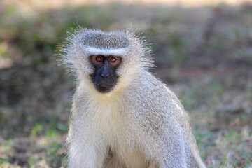 Vervet Monkey, Pilanesberg National Park, South Africa