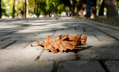 Autumn background. Fallen leaf in the fall season. Warm colors of Autumn.