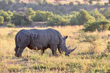Obraz premium White rhinoceros, Pilanesberg National Park, South Africa