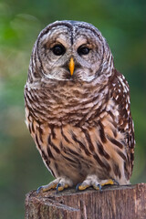 Barred Owl