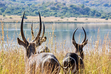 Waterbuck bulls, Pilanesberg National Park, South Africa
