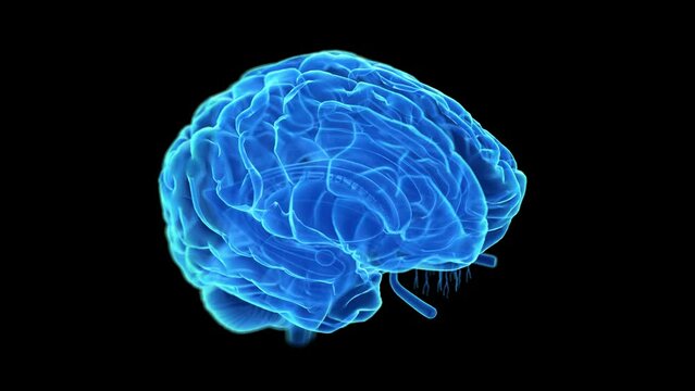 3d rendered animation of  the human brain