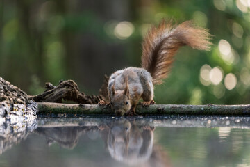 squirrel in the forest