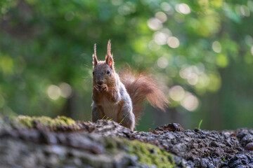 squirrel in the forest