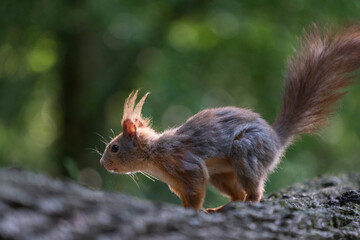squirrel in the forest