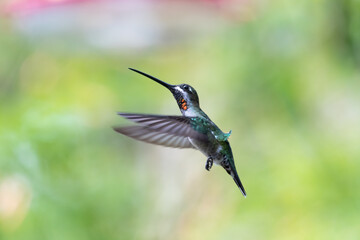Pretty hummingbird in flight on a soft pastel colored background with wings spread.