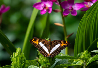 Tropical orange and white butterfly with purple flowers in a Caribbean garden.