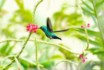 Iridescent Blue-chinned Sapphire hummingbird sipping nectar from a pink Vervain flower in a tropical garden.