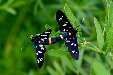 mating Nine-spotted moths // paarende Weißfleck-Widderchen (Amata phegea)