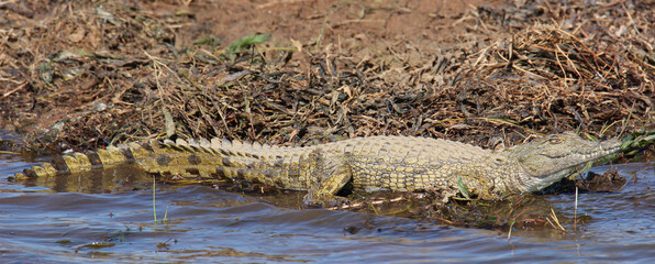 Nile Crocodile, Pilanesberg National Park, South Africa