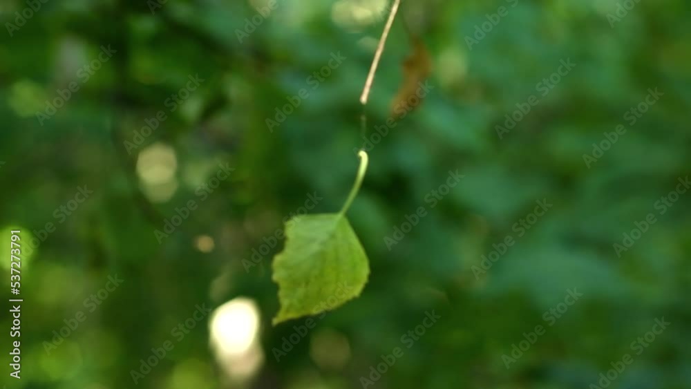 Wall mural a leaf of a tree hanging on a cobweb in the forest is spinning in the wind. unusual picture in the w