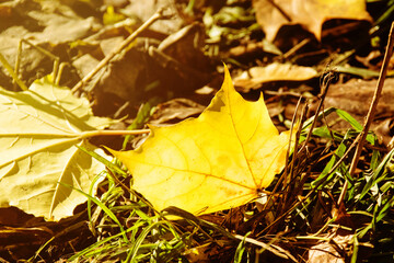 Autumn leaves in warm sunny weather in the park on the grass. Sunny photo of yellow leaves