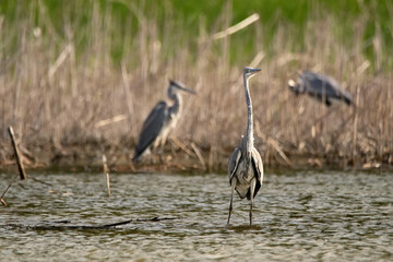 Grey Heron or Ardea cinerea stands in river