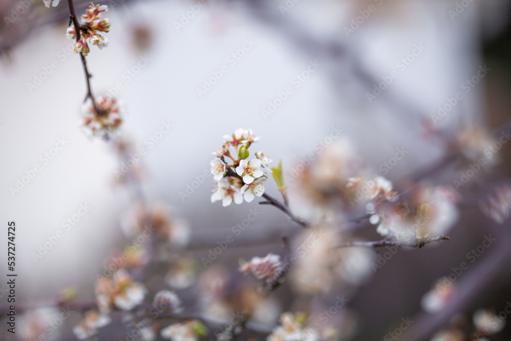 Poster Plum tree blooming