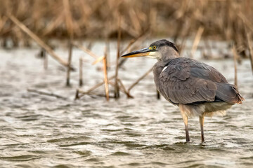 Grey Heron or Ardea cinerea stands in river