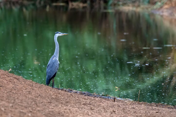 Grey Heron or Ardea cinerea stands in river