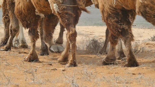 The hooves of three camels walking in a bunch.