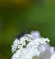 Stonefly fly resting on a leaf