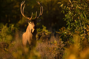 Red deer stag or Cervus elaphus in a forest