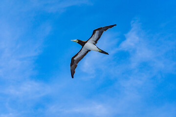 海上を飛ぶ海鳥　与那国