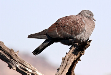 Juvenile Speckled Pigeon, Pilanesberg, South Africa