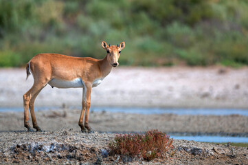 Young saiga antelope or Saiga tatarica walks in steppe