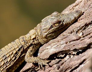 Baby Crocodile, Pilanesberg National Park, South Africa