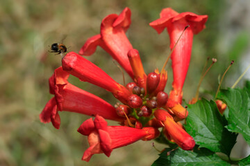 Tiny bug sitting on green grass
