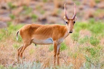 Foto op Canvas Male saiga antelope or Saiga tatarica walks in steppe © Yakov