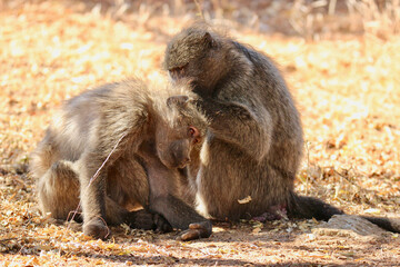 Chacma Baboons grooming one another, Pilanesberg National Park, South Africa