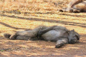 Chacma Baboon lying on the ground, Pilanesberg National Park, South Africa