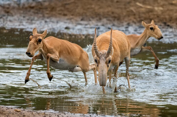 A herd of saigas gallops at a watering place