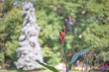 red Canna at Alexander Muir Memorial Gardens
