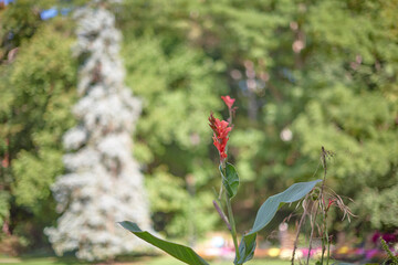 red Canna at Alexander Muir Memorial Gardens
