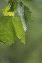 Hoja de árbol verde primavera