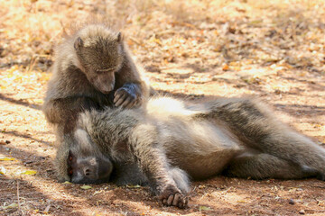 Chacma Baboons grooming one another, Pilanesberg National Park, South Africa