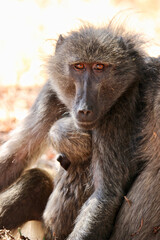 Chacma baboon and infant, Pilanesberg National Park, South Africa