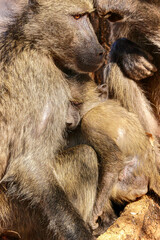 Chacma Baboon with baby, Pilanesberg National Park, South Africa