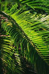 Blurred Green palm leaves in a sunlight. Summer background.