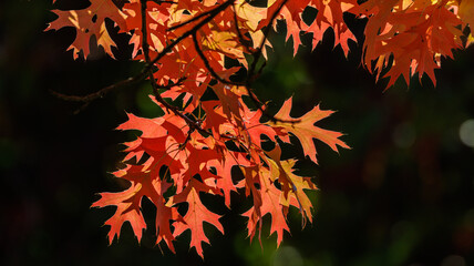 Herbstlaub