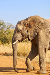 Fototapeta na wymiar African Elephant, Kruger National Park, South Africa