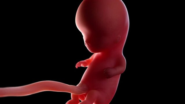 3d rendered animation of a human fetus week 10