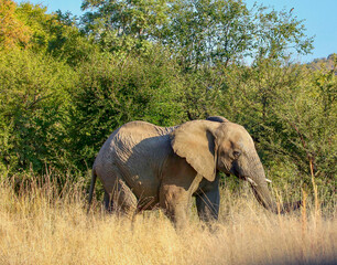 Fototapeta premium African Elephant, Kruger National Park, South Africa