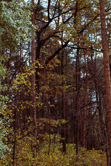 autumn in the forest