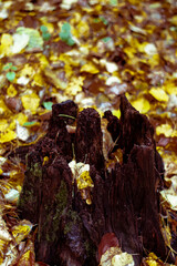 autumn leaves in the forest