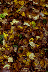 autumn leaves background