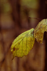 close up of a leaf of a tree
